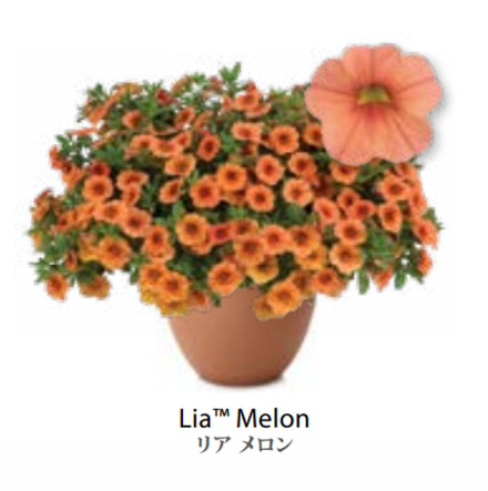 ЕВРО Calibrachoa Lia Melon укорененный черенок середина декабря 25