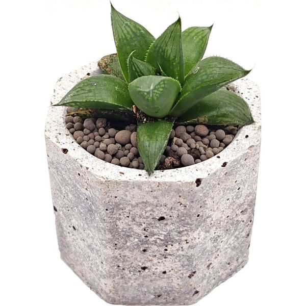 Суккулент Хавортия Мирабилис