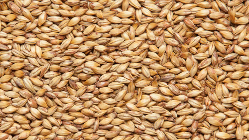 Солод ячменный пивоваренный "Карамельный 50", Курский солод