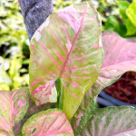 Сингониум PINK STAR GALAXY