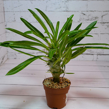 Pachypodium Lamerei (Пахиподиум)