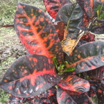 Кротон KALASENJA