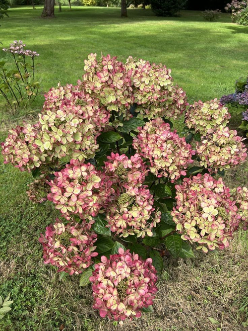 Пастель Грин  (Pastelgreen)