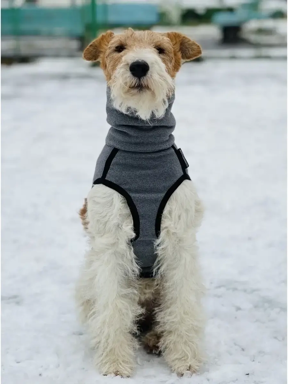 Свитер для собак одежда для басенжди