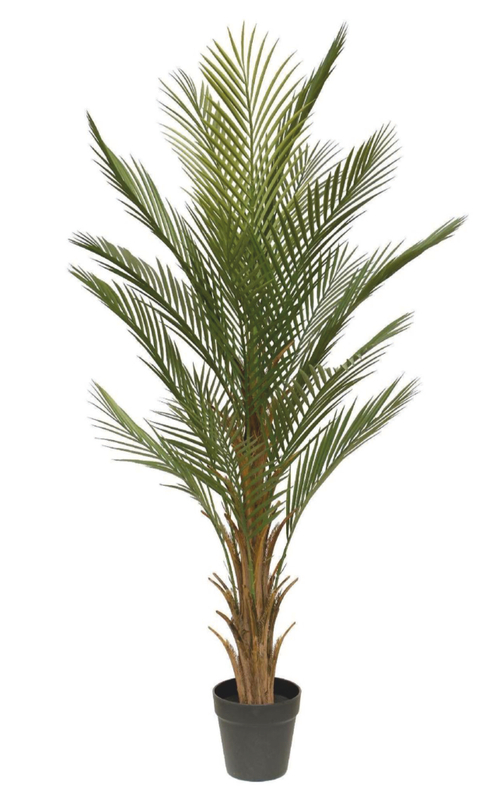 Пальма Дипсис Д 120 см.