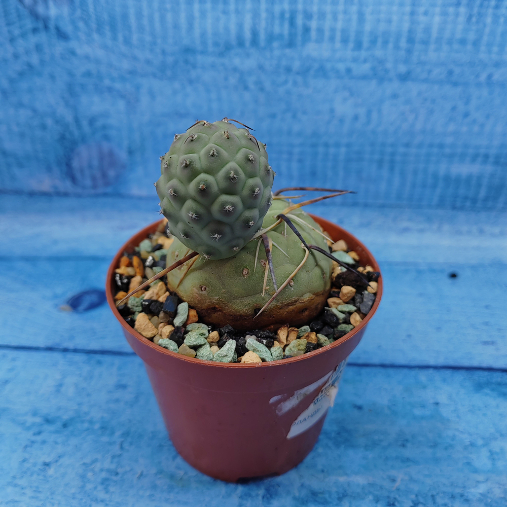 Tephrocactus Geometricus (Тефрокактус)