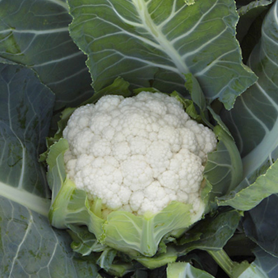 БЕРИНГ F1 семена капусты цветной (Syngenta | Alexagro) – фото 3