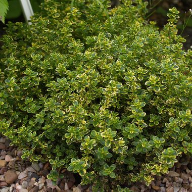 5503 Тимьян LEMON VARIEGATA