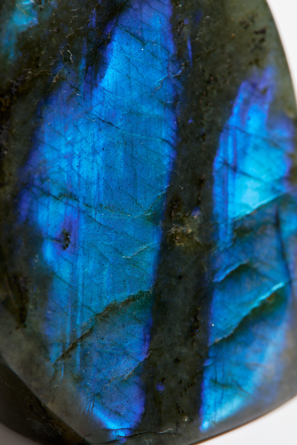 Срез Лабрадора S