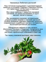 Аптения Мезембриантемум сердцелистный суккулент