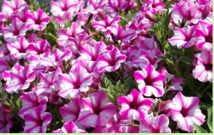 Петуния Mini Vista Pink Star ЕВРО укорененный черенок ФЕВРАЛЬ 25