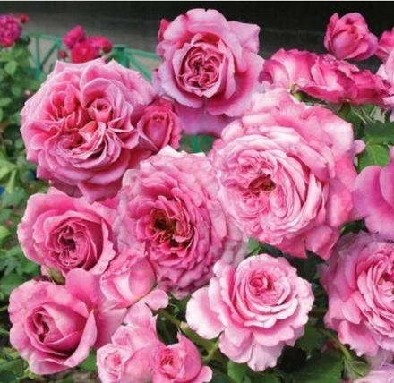 Роза Агнес Шиллингер (Agnes Schillinger)