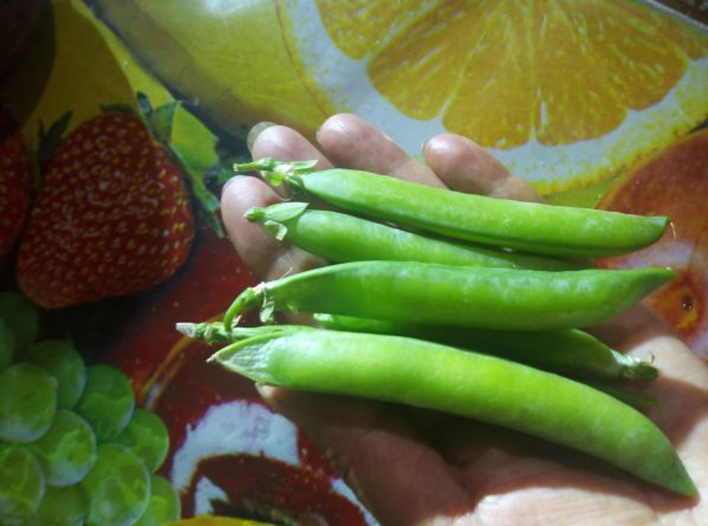 Горох Муцио овощной (40гр) Витагрин Профи