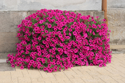 Петуния Тайдал вейв ПарплTidal Wave Puprle конец Марта. Рассада ОКС