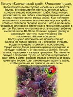 Колеус Камчатский краб вегетативный