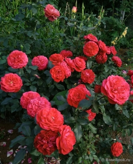 Роза Мона Лиза (Mona Lisa)