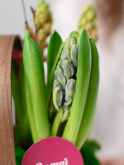 Аромат весны