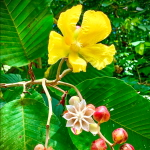 Дилления кустарниковая – Dillenia suffruticosa