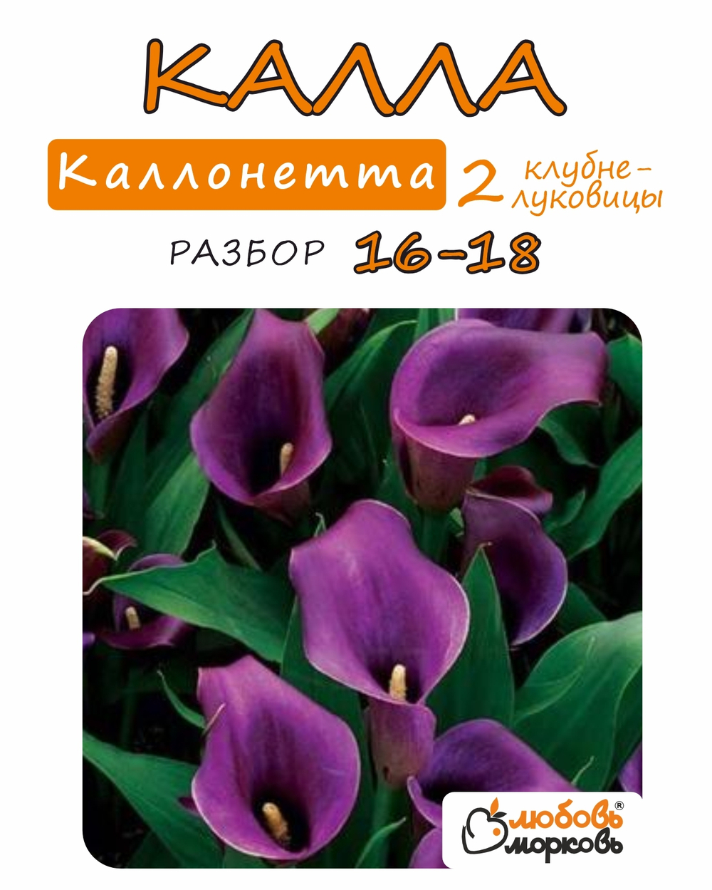 Калла Клубнелуковица, Каллонетта, 2шт. Разбор 16/18