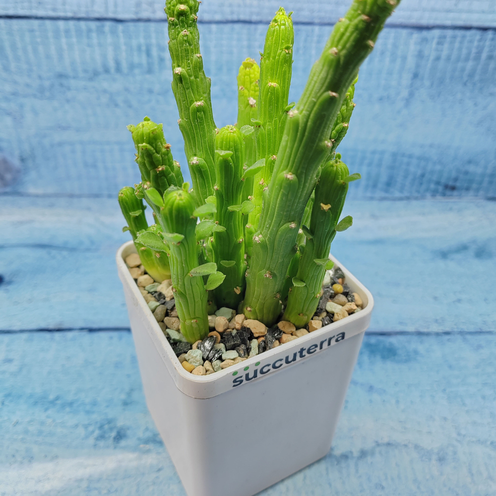 Monadenium Ellenbeckii (Монадениум)