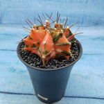 Gymnocalycium Variegata (Гимнокалициум Вариегатный)