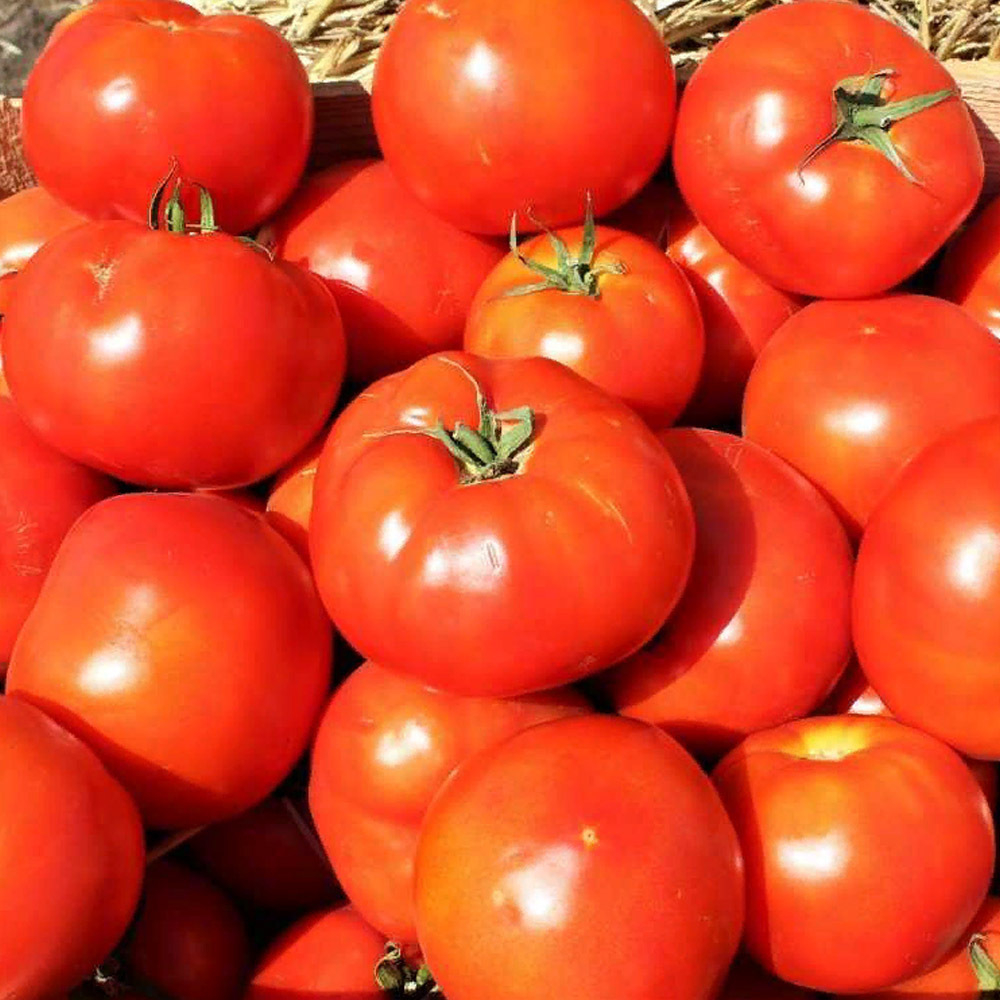 Бобкат F1 семена томата детерминантного (Syngenta / Сингента)