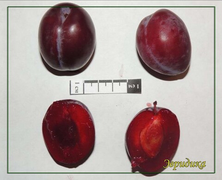 Слива Эвридика