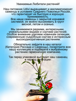 Тангутский клематис многолетняя лиана