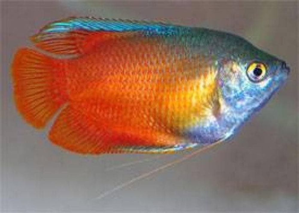 (420) Гурами медовый (Colisa sota) (420) Гурами медовый (Colisa sota)