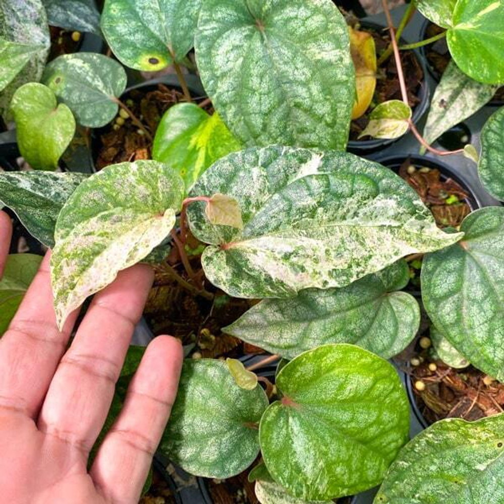 Перец P. SYLVATICUM TRICOLOR