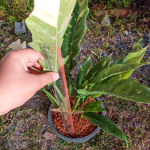 Филодендрон RING OF FIRE VAR