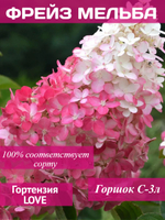 Фрайз Мельба гортензия метельчатая