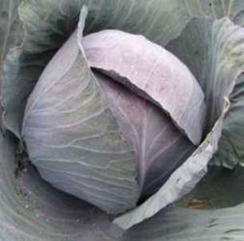 Романов F1 семена капусты краснокочанной (Hazera / Хазера)