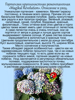 Гортензия Меджикал Революшен крупнолистная ремонтантная