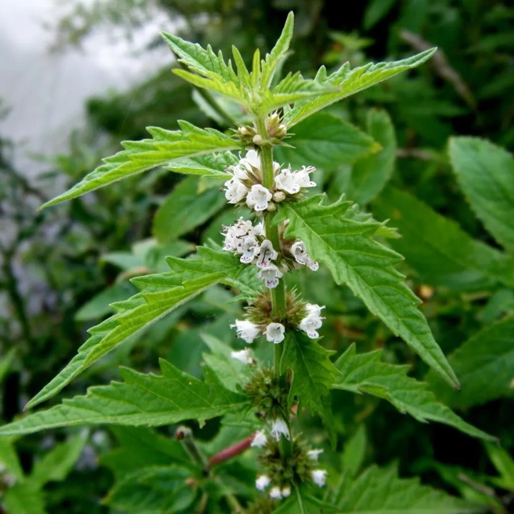 Зюзник европейский