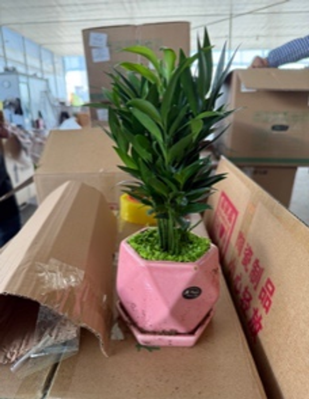 Пахира керамический горшок д. 12