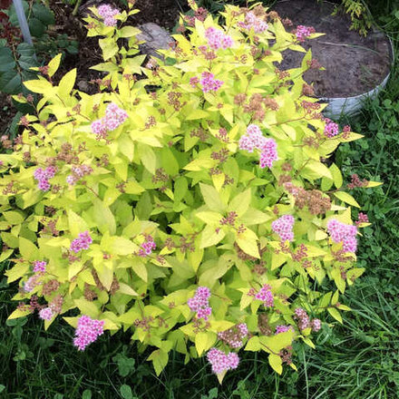 Спирея японская Голдмаунд С2 20-25