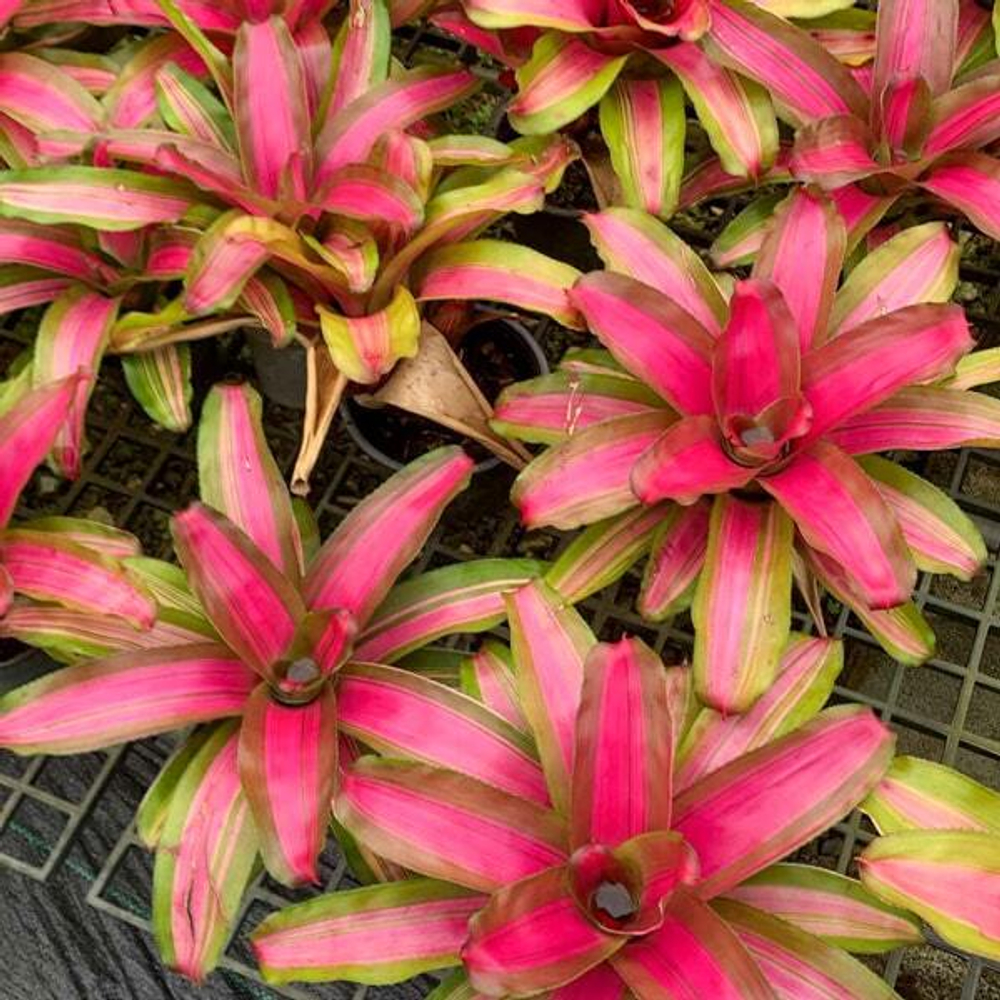 Неорегелия PINK ON THE INSIDE