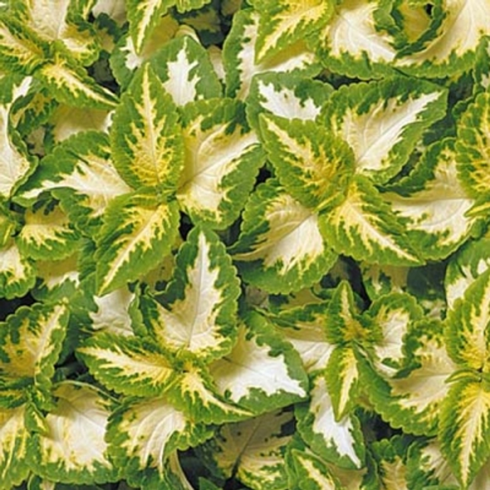 Колеус Визард Жаде (50шт) Витагрин Профи