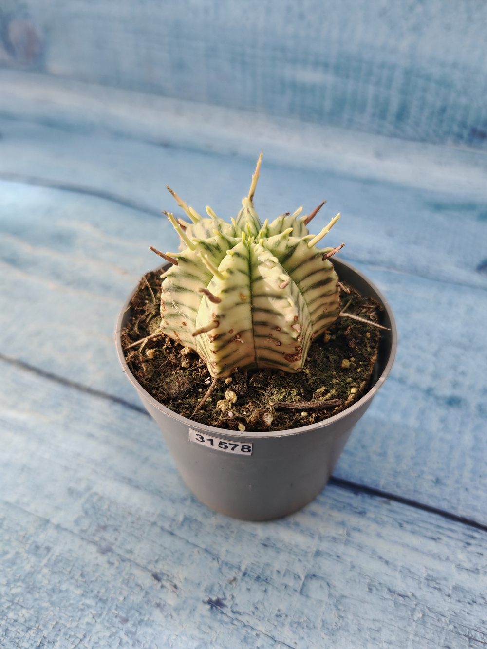 Euphorbia meloformis f. Variegated (Эуфорбия вариегатная)