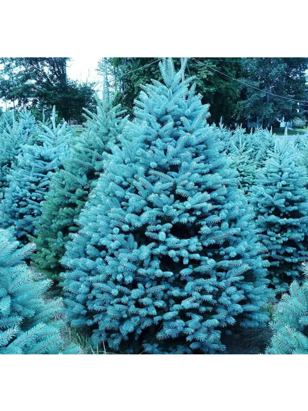 Ель Голубая Неон, Семена, 20 шт