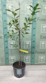 Psidium Cattleyanum