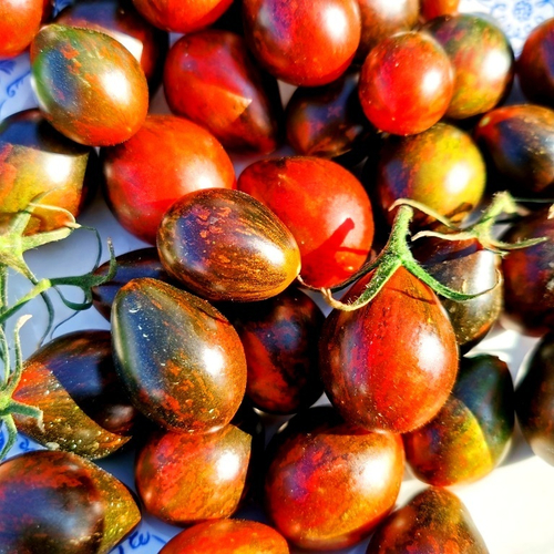 Помидоры Синий Кейс - BLUE KEYES Tomato