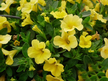 ЕВРО Калибрахоа Calipetite Yellow укореннный черенок ОКС конец декабря