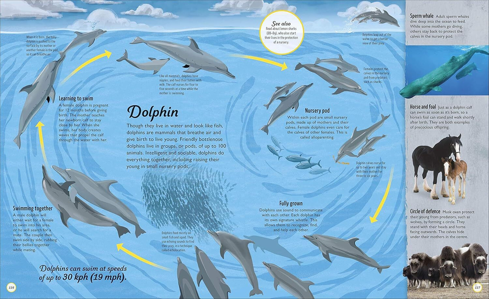 Life Cycles: Everything from Start to Finish (HB)
