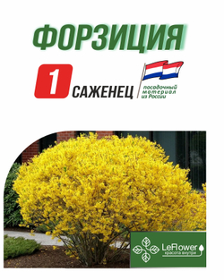 Саженец, Форзиция 1шт