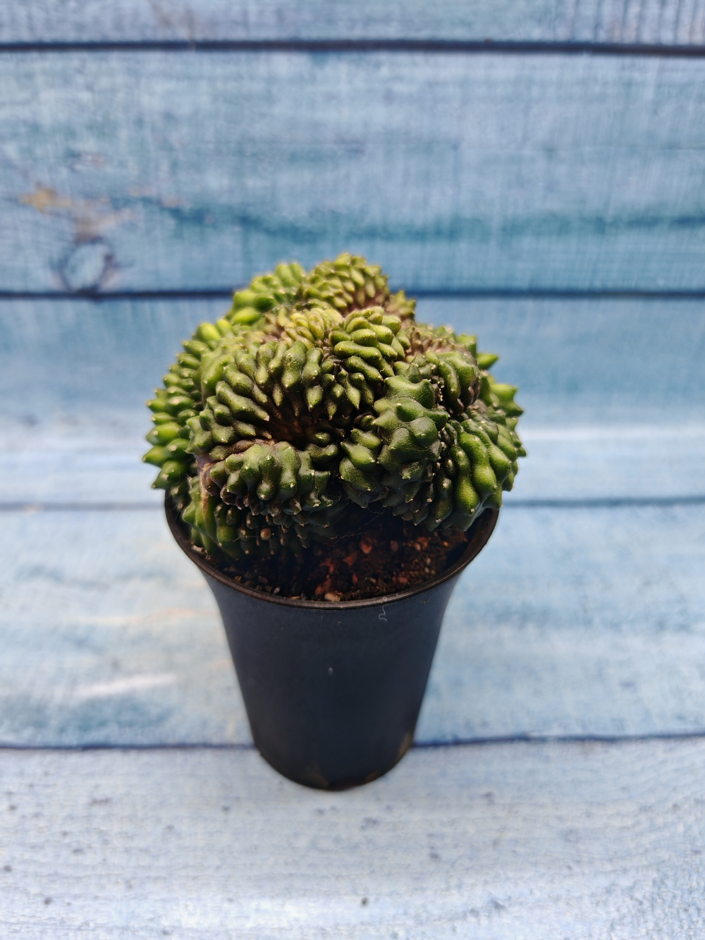 Gymnocalycium Spineless Crested form (Гимнокалициум Кристатный)