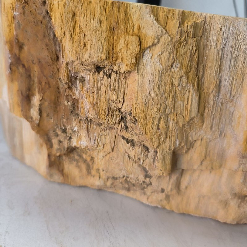 Раковина из окаменелого дерева FossilBasin OD-62416 59*49*15