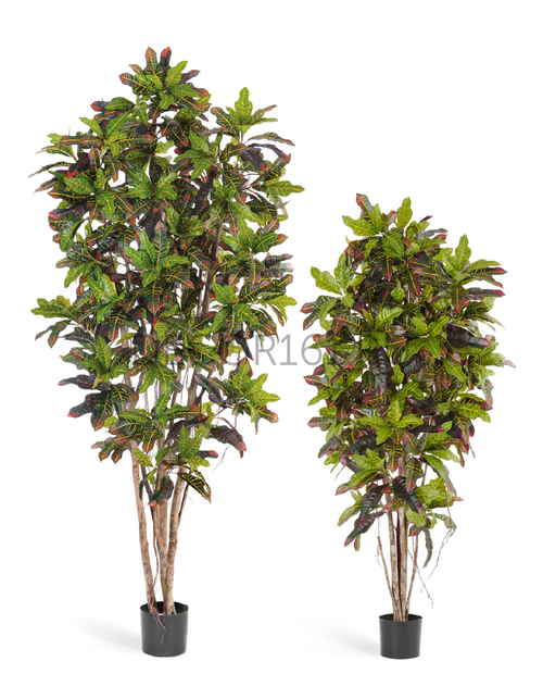 Кротон 150 см 2/2 10.37605N