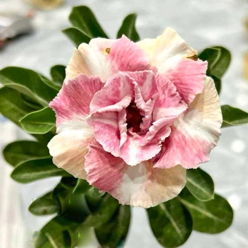 Адениум CAMELIA